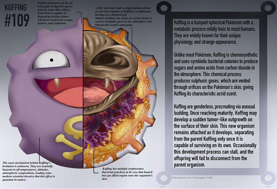 pokemon-anatomy-pokenatomy-christopher-stoll-4