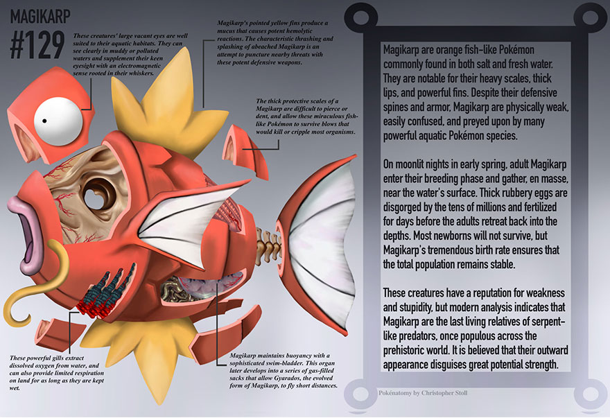 Detailed Illustrations Reveal The Anatomies Of Pokémon