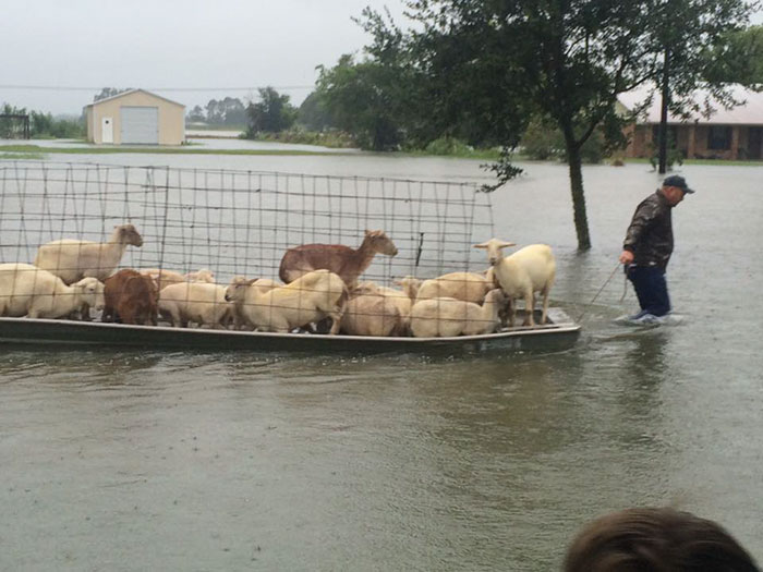 People Refuse To Leave Deadly Louisiana Floods To Save Helpless Animals  From Drowning | Bored Panda