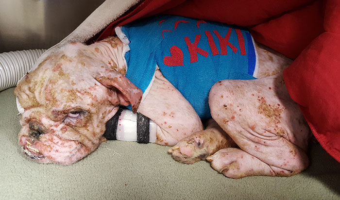rescue-bulldog-sick-skin-infection-kiki-13