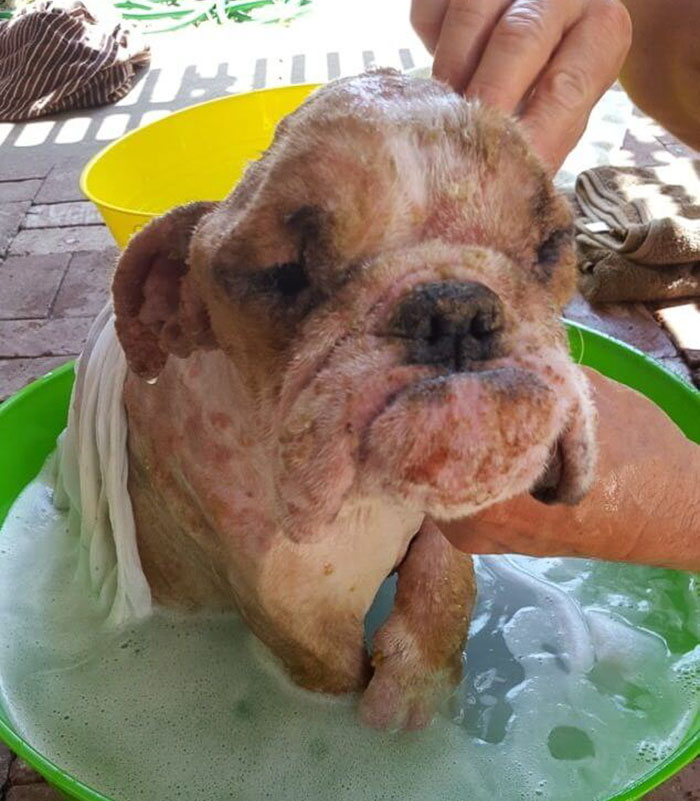 rescue-bulldog-sick-skin-infection-kiki-14
