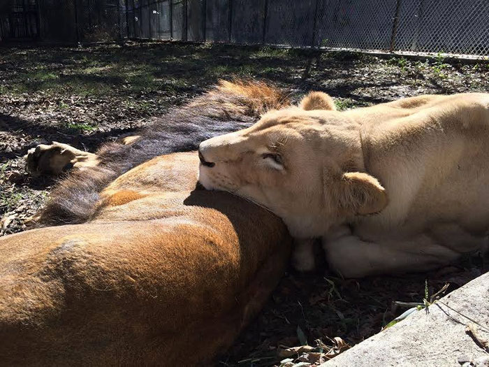Dying Lion Had No Hope Of Survival - But Then She Found Love