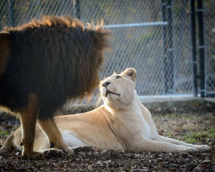 Dying Lion Had No Hope Of Survival - But Then She Found Love
