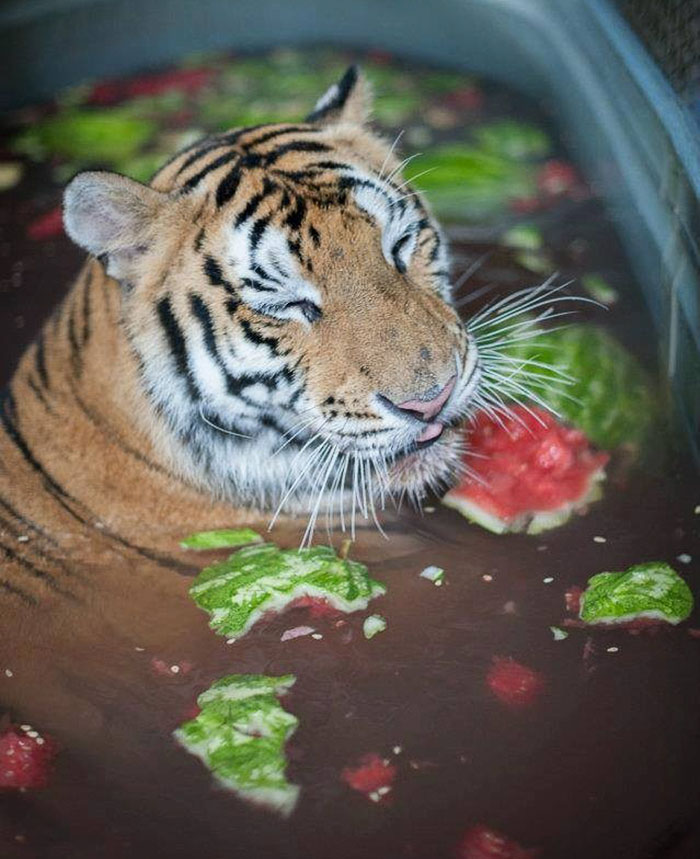 Sick Tiger Cub Weighting Only 1/4 Of Normal Weight, Gets Rescued From Circus, Makes Incredible Recovery