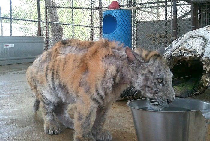 rescue-tiger-recovery-circus-aasha-22