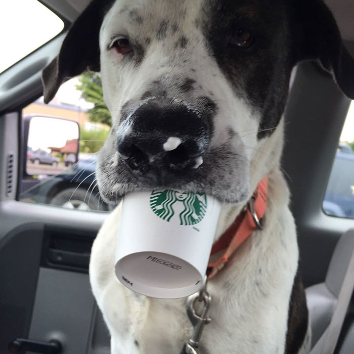 shelter-takes-dogs-puppuccinos-starbucks-1
