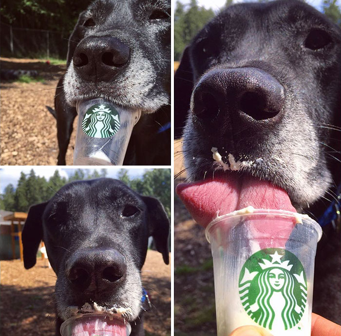 shelter-takes-dogs-puppuccinos-starbucks-10