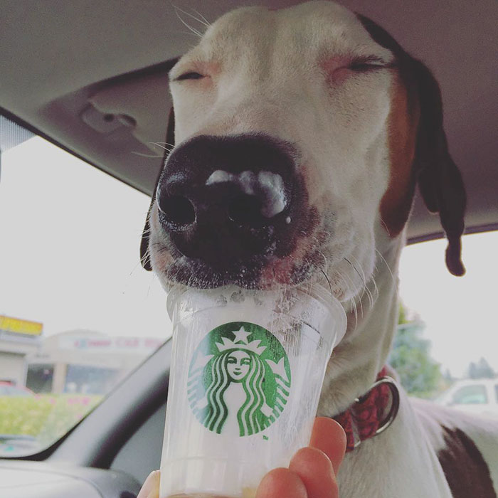 shelter-takes-dogs-puppuccinos-starbucks-13