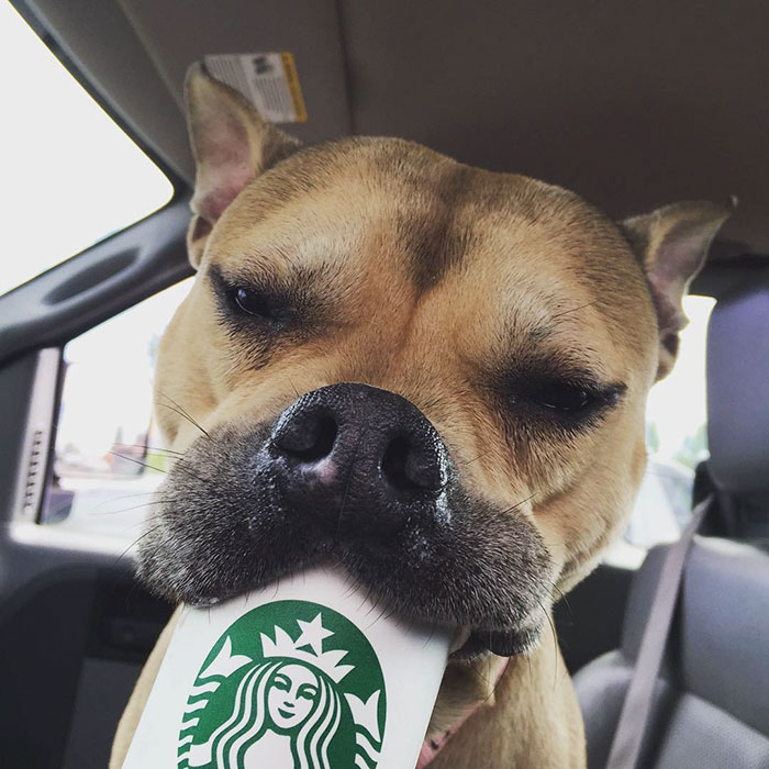 shelter-takes-dogs-puppuccinos-starbucks-2