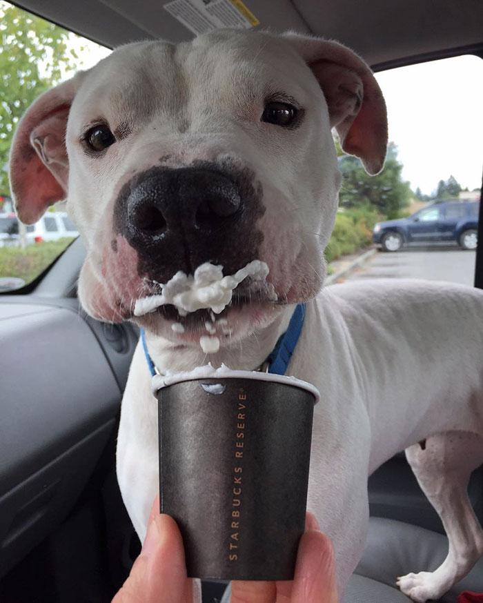 This Shelter Takes Dogs Out For ‘Puppuccinos’ To Find Them New Homes