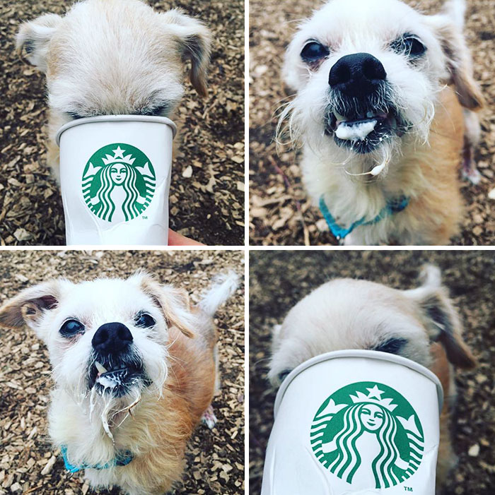 shelter-takes-dogs-puppuccinos-starbucks-4