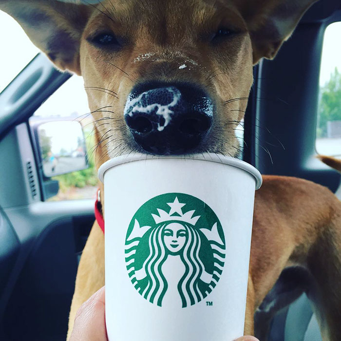 shelter-takes-dogs-puppuccinos-starbucks-7