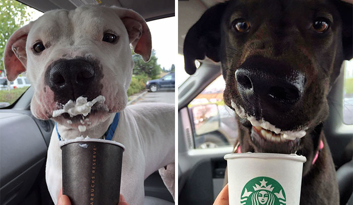 This Shelter Takes Dogs Out For ‘Puppuccinos’ To Find Them New Homes