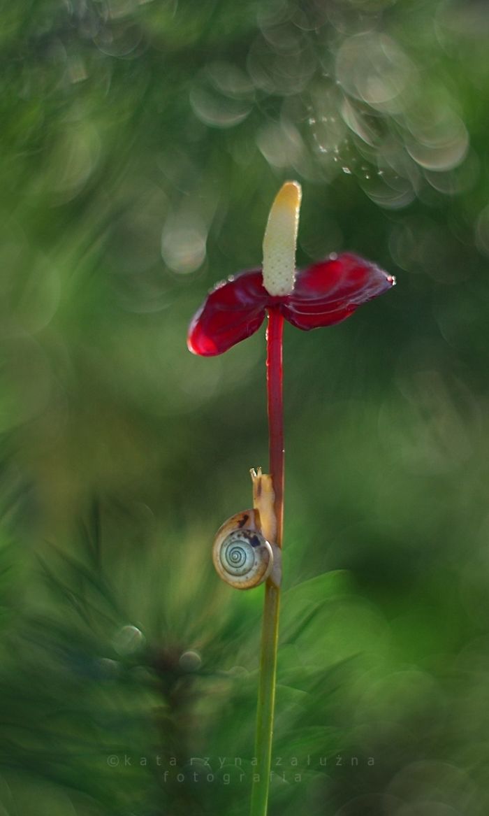 Snail And Anthurium