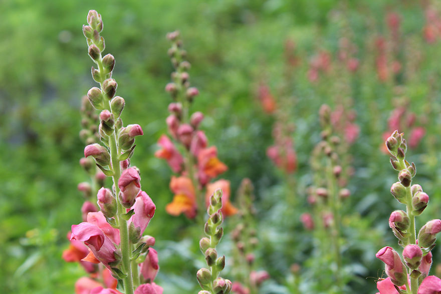 Being A Flower Farmer Without The Fairy Dust Being A Flower Farmer Without The Fairy Dust