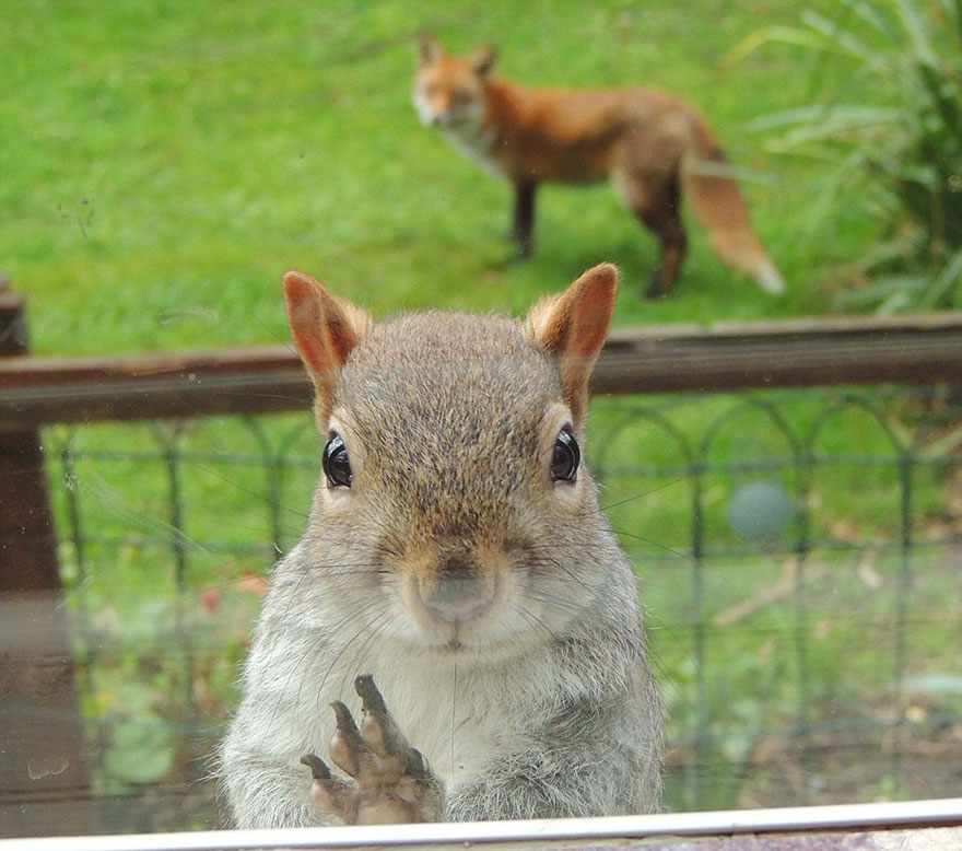 squirrel-asks-help-fox-mark-gardner-11 squirrel-asks-help-fox-mark-gardner-11