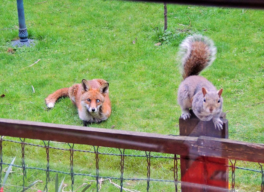 squirrel-asks-help-fox-mark-gardner-12 squirrel-asks-help-fox-mark-gardner-12