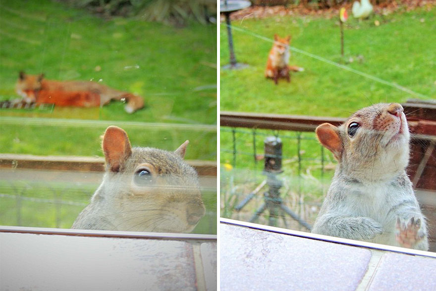 squirrel-asks-help-fox-mark-gardner-2 squirrel-asks-help-fox-mark-gardner-2