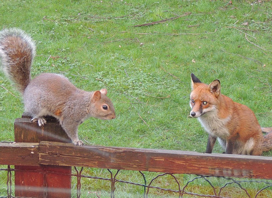 squirrel-asks-help-fox-mark-gardner-3 squirrel-asks-help-fox-mark-gardner-3