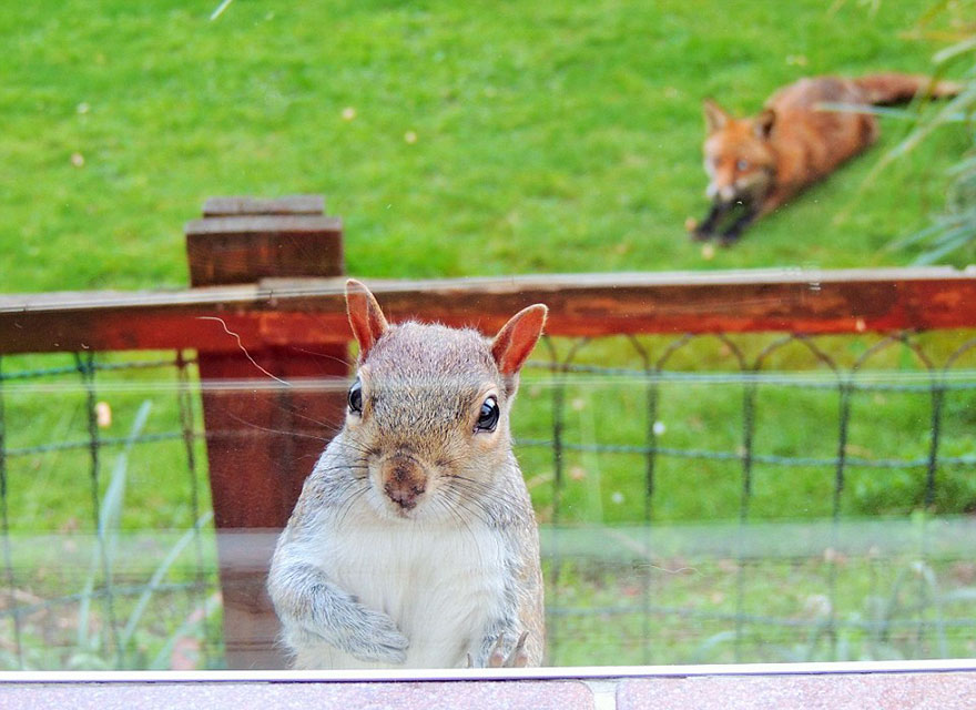 squirrel-asks-help-fox-mark-gardner-9 squirrel-asks-help-fox-mark-gardner-9