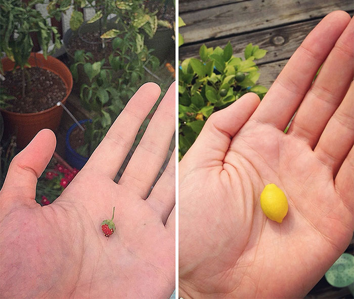 Not Trying To Brag, But I’ve Got Strawberries Growing As Big As Lemons Over Here
