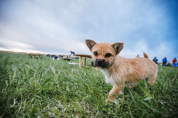 stray-dog-reunited-runner-gobi-dion-leonard-china-4