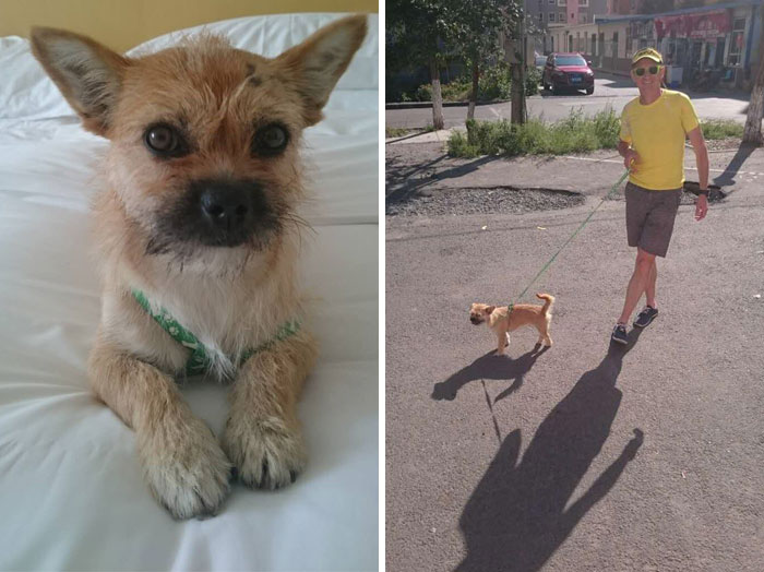 stray-dog-reunited-runner-gobi-dion-leonard-china-9