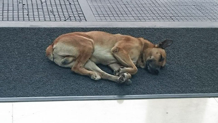 Flight Attendant Adopts Stray Dog Who Wouldn't Stop Waiting For Her Outside Hotel
