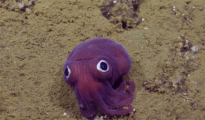 Scientists Spot A Googly-Eyed Squid, Can't Stop Laughing At It