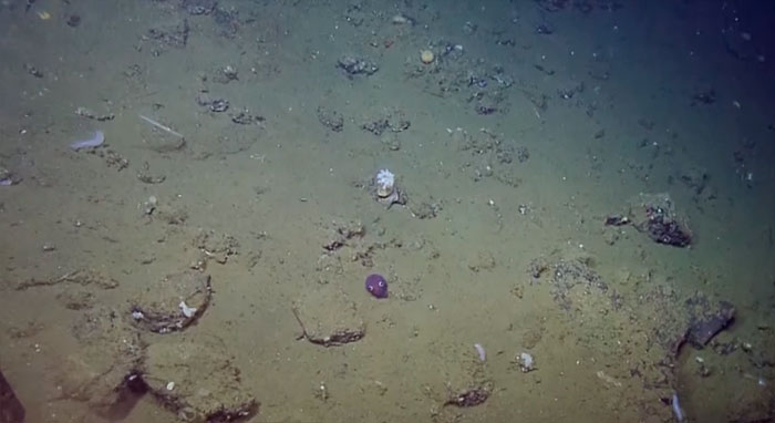 Scientists Spot A Googly-Eyed Squid, Can't Stop Laughing At It