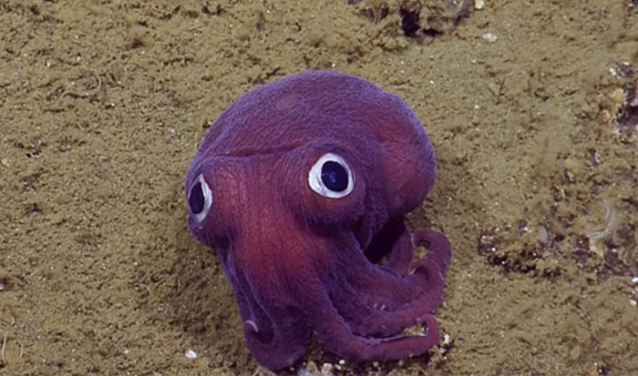 Scientists Spot A Googly-Eyed Squid, Can’t Stop Laughing At It