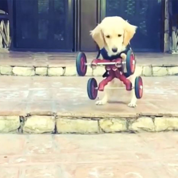 Two-Legged Dog Who Was Abandoned By Previous Owners Finally Gets Love... And A Few Wheels!