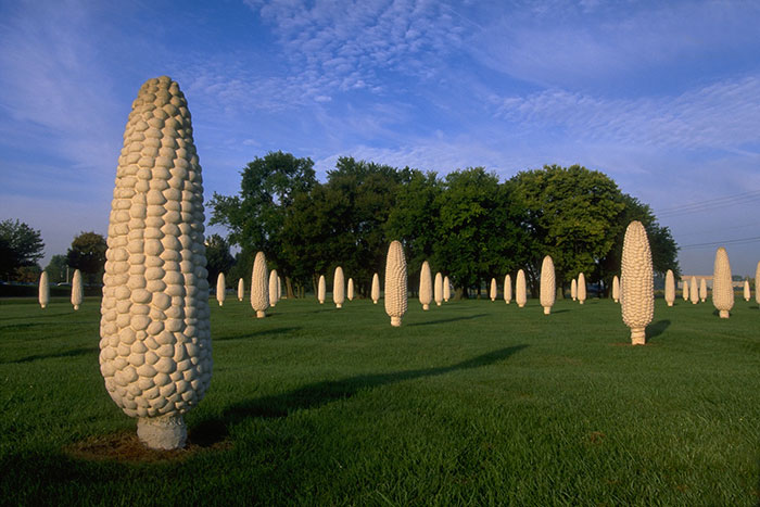 Field of Corn, Dublin, Ohio. A Field Of Giant Cement Corn Cobs