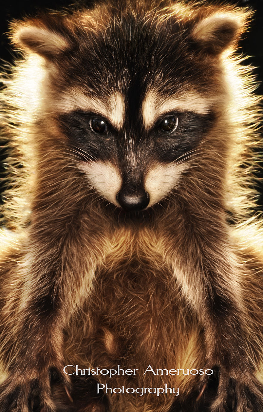 I Got To Photograph The Cutest Creature Alive. I Got To Photograph The Cutest Creature Alive.