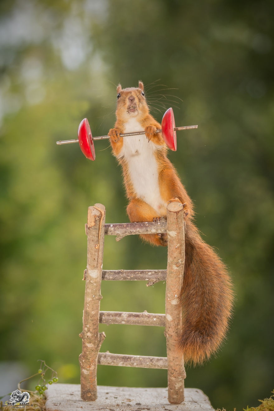 What If Squirrels Competed In The Olympic Games