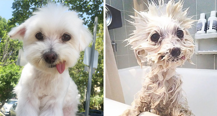 Αποτέλεσμα εικόνας για dogs before and after bath