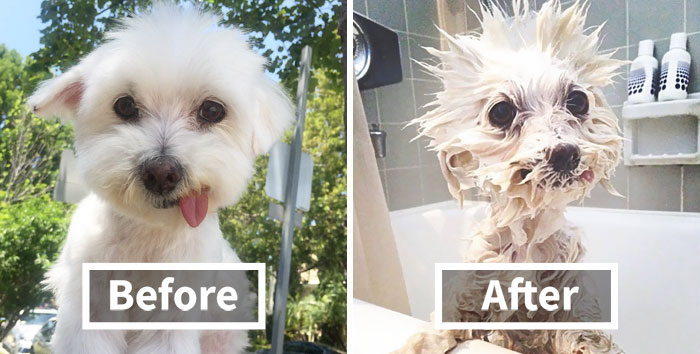 89 Funny Dog Pics Before And After A Bath