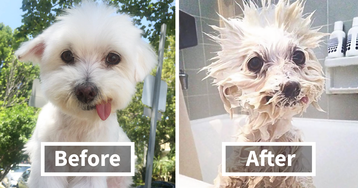 89 Funny Dog Pics Before And After A Bath | Bored Panda