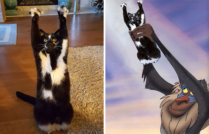 Photoshop The Real Reason Why This Cat Stands On Its Legs With Paws Up