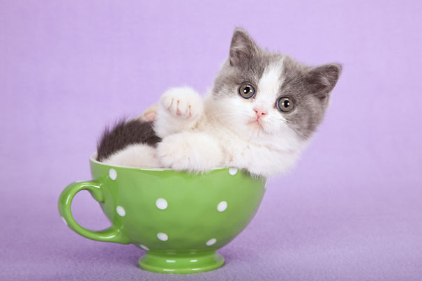why-cats-teacup.jpg
