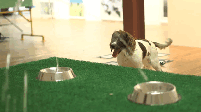 «Play More» - выставка современного искусства для собак, Лондон