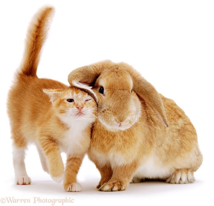Animals