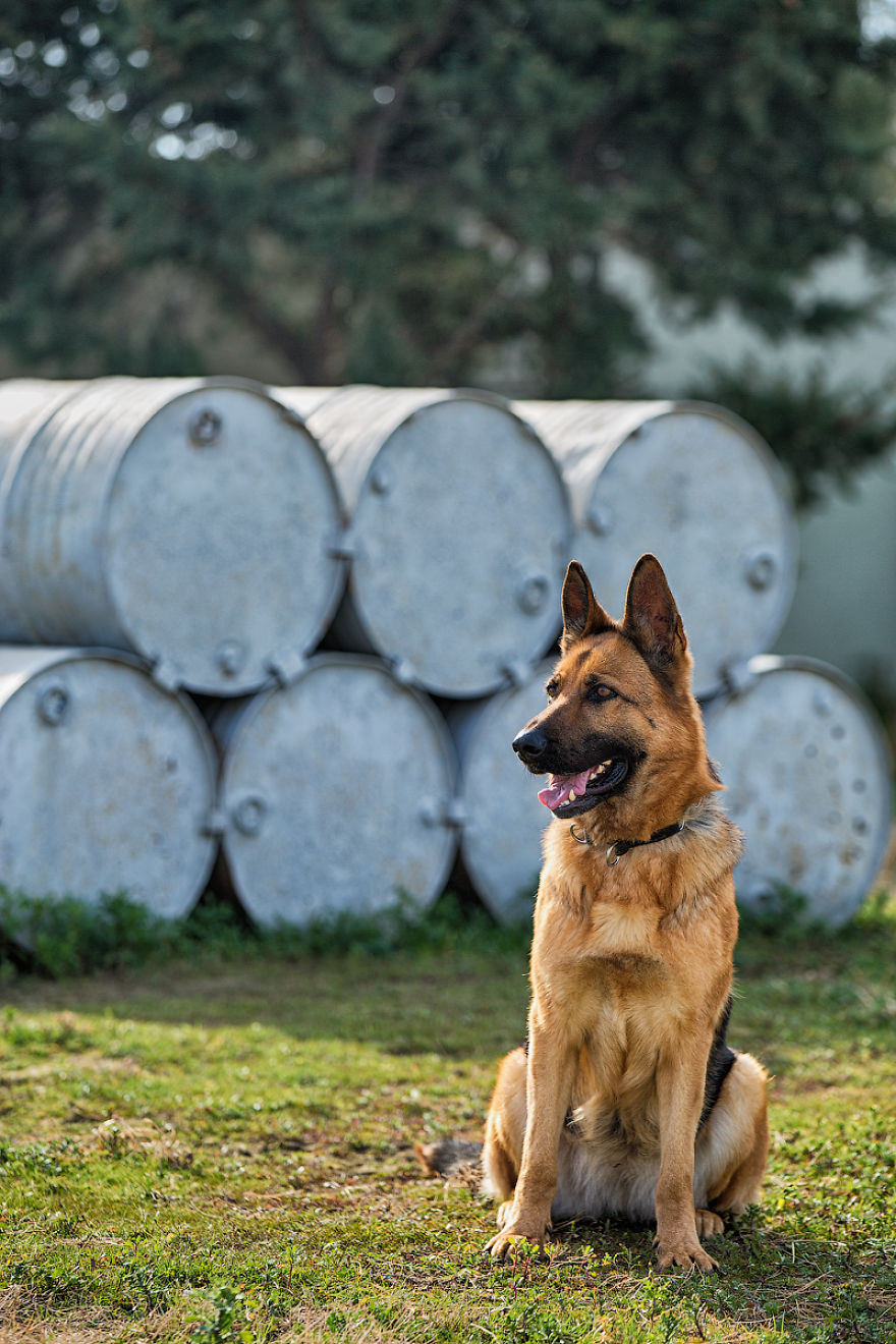 Rescue Dogs Of Azerbaijan