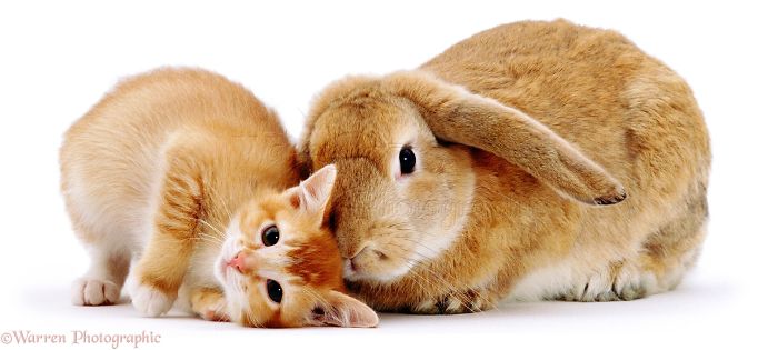 Animals