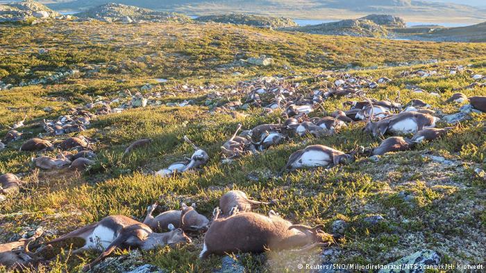 323 Reindeer Die In Norway