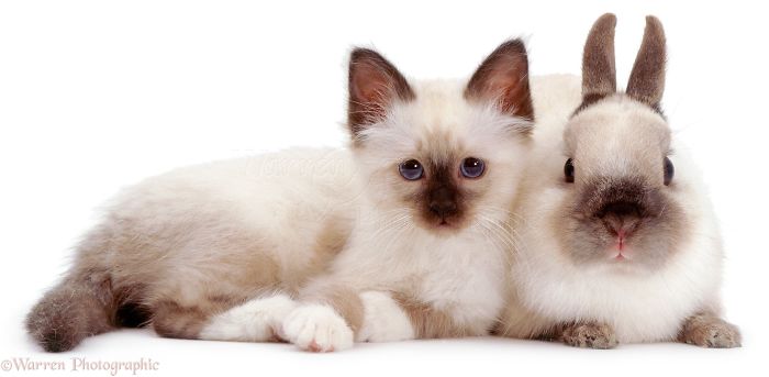 Animals