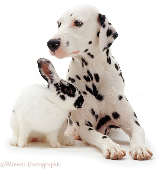 Animals