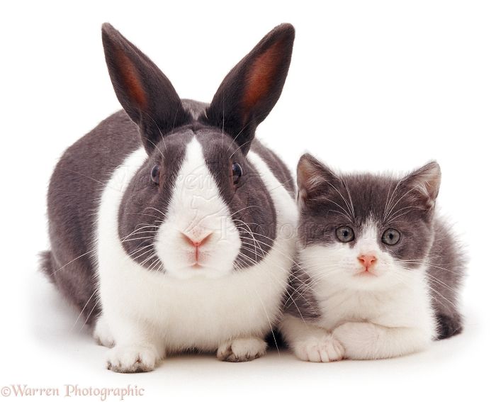 Animals