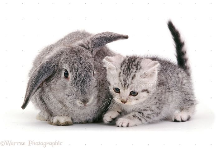 Animals