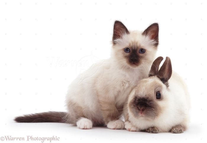 Animals